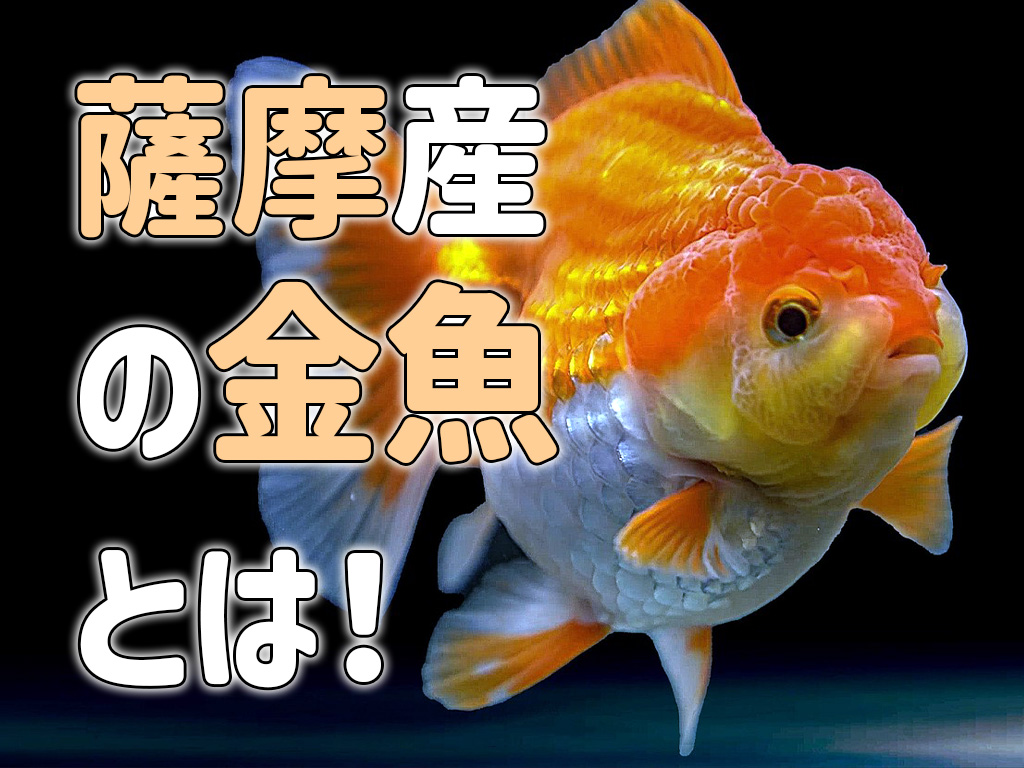 薩摩産の金魚とは!高級な国産金魚についてと楽しみ方を紹介しますのサムネイル画像