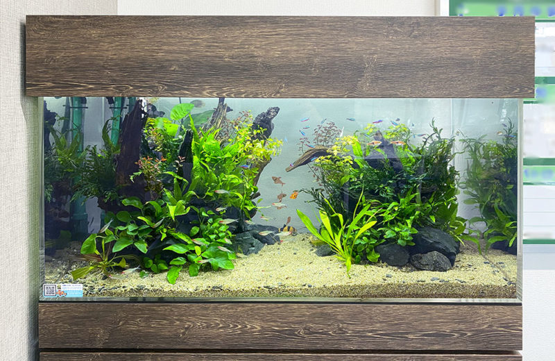 木目調の枠がある水草と小型カラシンの水槽