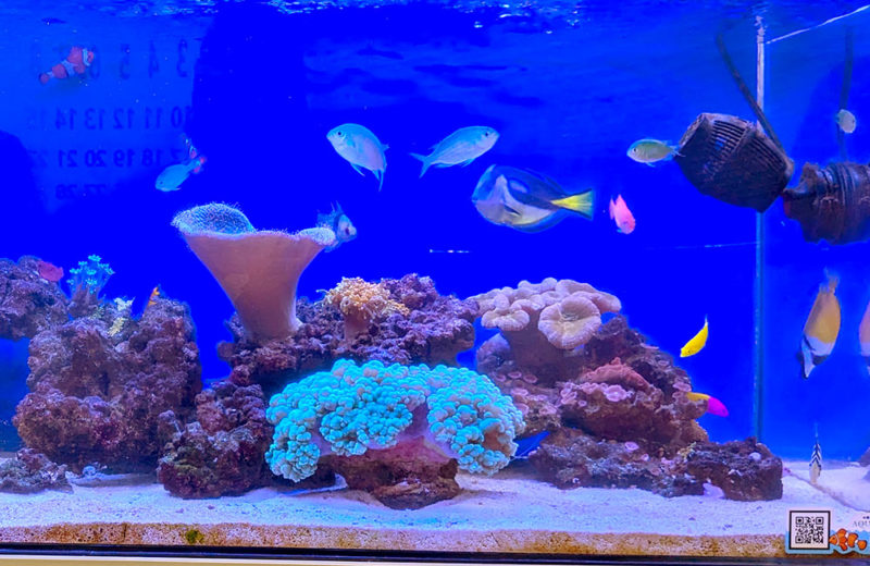 サンゴと海水魚が泳ぐ青い照明の海水魚水槽