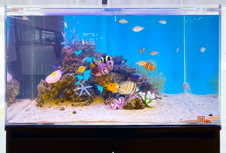 青い背景に岩と海水魚が泳ぐ海水魚水槽の全景