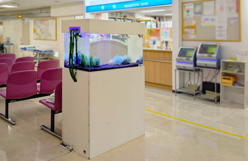 病院様の90cm金魚水槽!長いヒレの金魚「コメット」が泳ぐその後の様子 水槽画像5