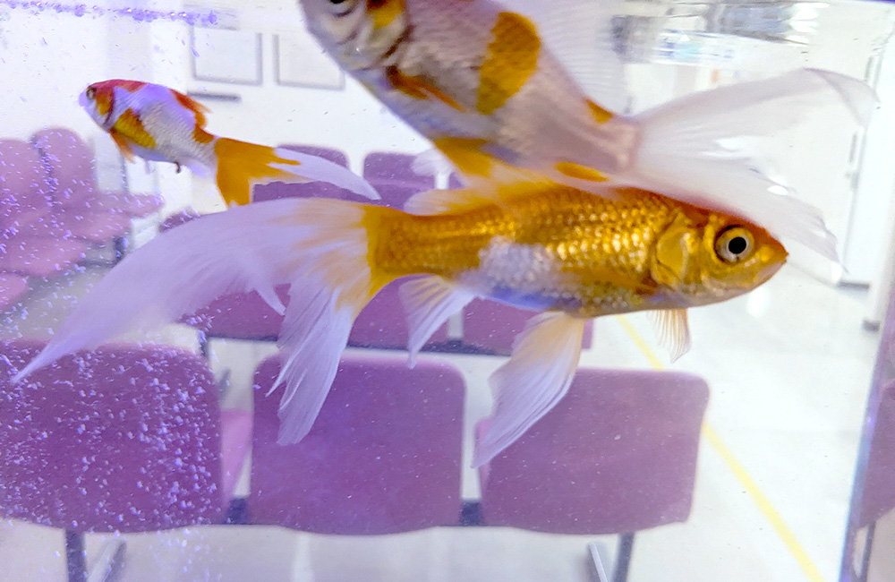 水槽内を泳ぐ長い尾ひれの金魚と気泡