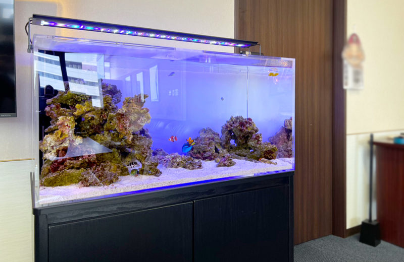 オフィスの90cm海水魚水槽のその後!ナンヨウハギが追加されました 水槽画像4