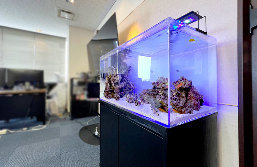 青い照明が灯るオフィス設置の海水魚水槽とライブロック