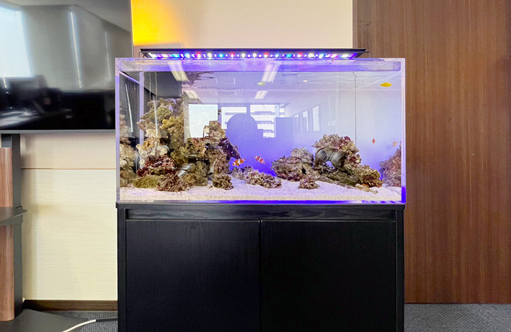 青い照明に照らされた海水魚水槽とライブロックのレイアウト