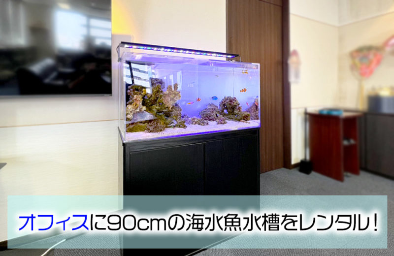 オフィスの90cm海水魚水槽のその後!ナンヨウハギが追加されました 水槽画像1