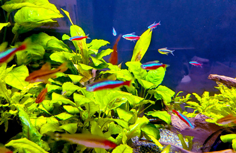 歯科クリニック様の90cm淡水魚水槽・その後！豊富な水草を維持 水槽画像３