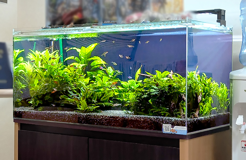 水草が茂る水槽内を泳ぐ小型カラシンと水槽台