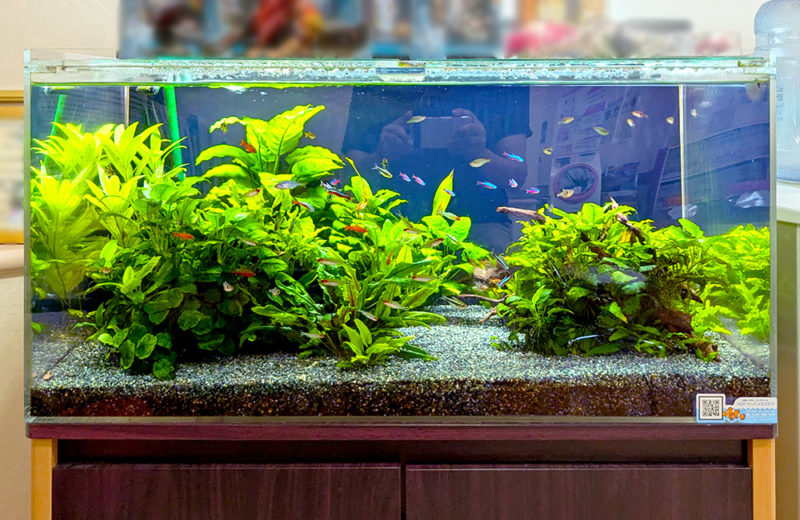 歯科クリニック様の90cm淡水魚水槽・その後！豊富な水草を維持 水槽画像２
