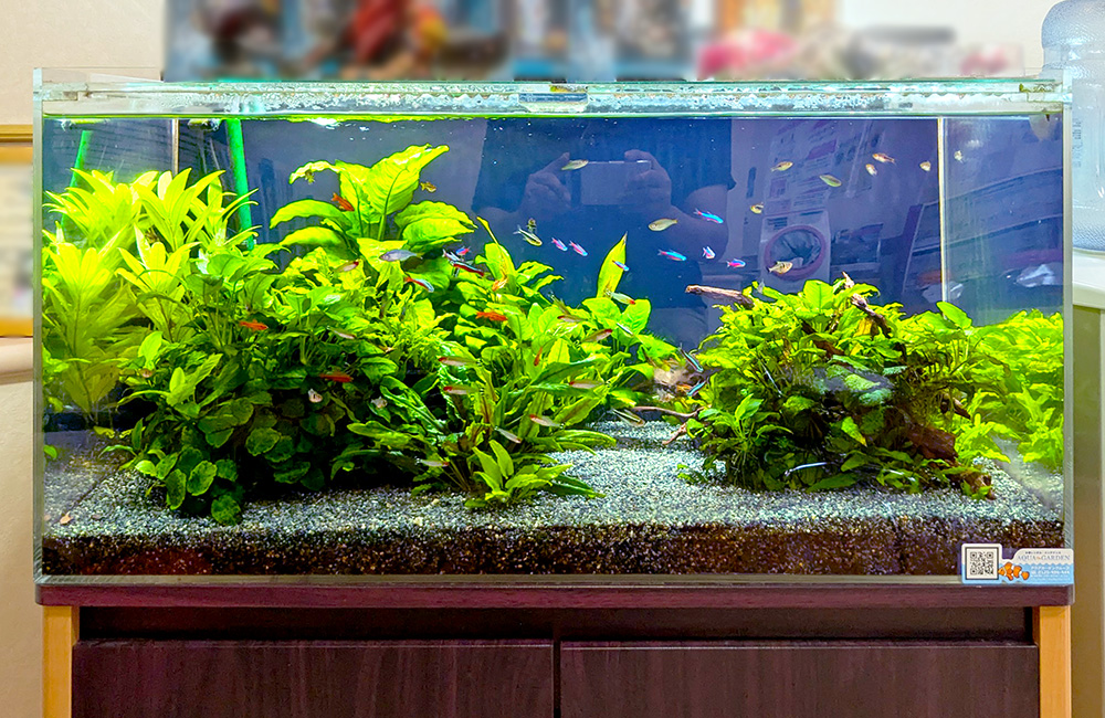 水草が茂る水槽内を泳ぐネオンテトラの仲間と小型熱帯魚