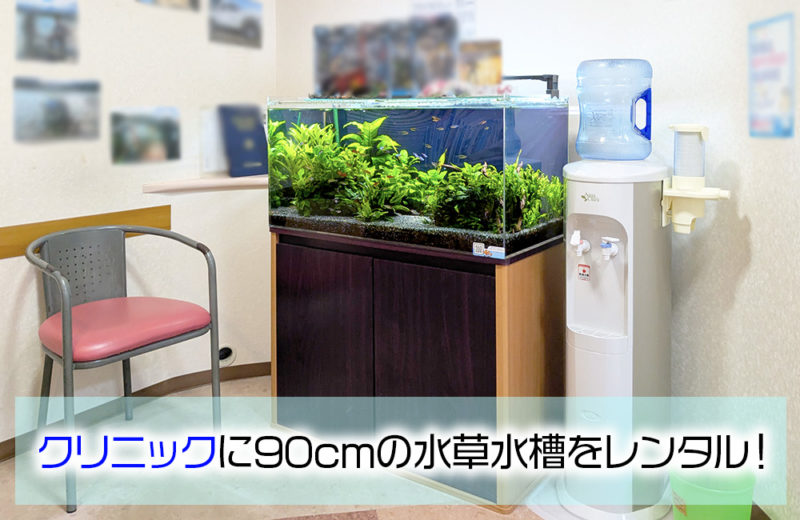 歯科クリニック様の90cm淡水魚水槽・その後！豊富な水草を維持 水槽画像１