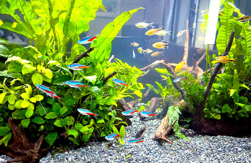 個人宅様のリビングに水槽レンタル!ハセマニアが泳ぐ90cm淡水魚水槽 水槽画像3
