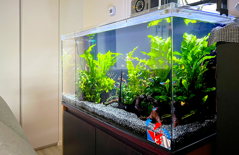 水草とネオンテトラの仲間が泳ぐ大型のアクリル水槽