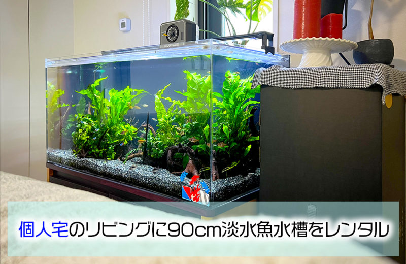 個人宅様のリビングに水槽レンタル!ハセマニアが泳ぐ90cm淡水魚水槽 水槽画像1