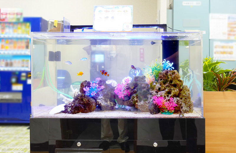 企業様のオフィスに90cm水槽をレンタル!海水魚水槽その後の様子 水槽画像2