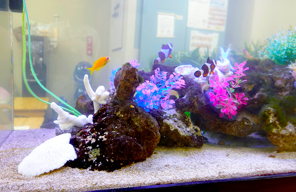 岩組と人工サンゴを泳ぐカクレクマノミと海水魚の水槽