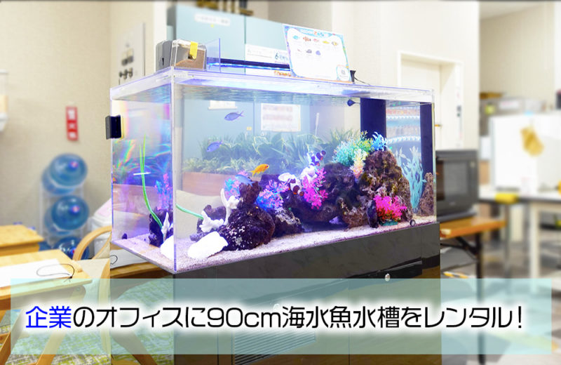 企業様のオフィスに90cm水槽をレンタル!海水魚水槽その後の様子 水槽画像1