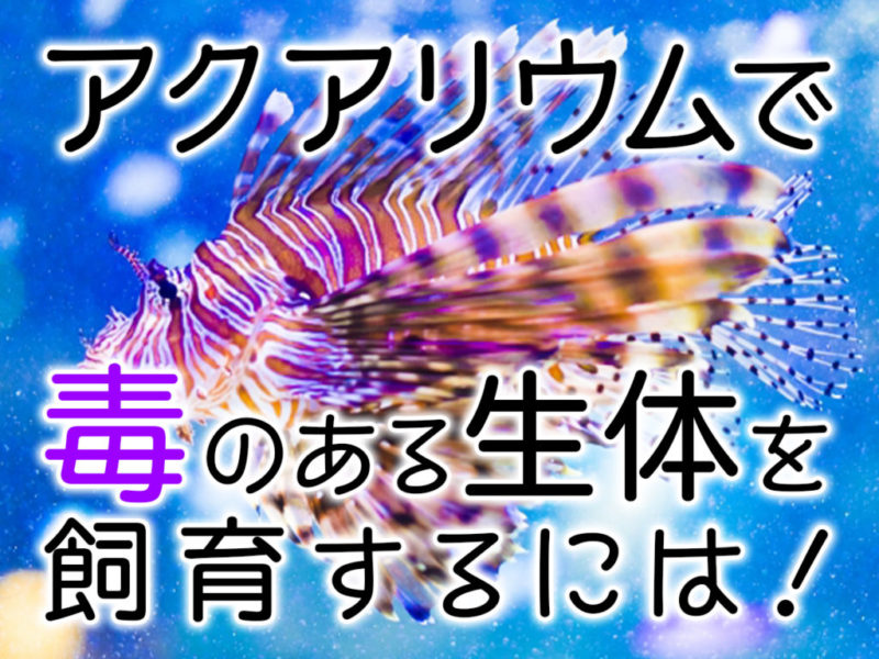 アクアリウムで毒のある生体を飼育するにはの見出し画像