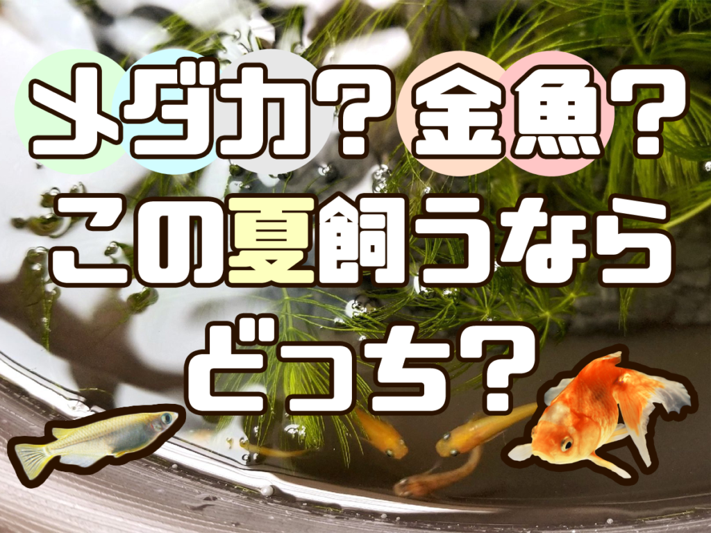 メダカか金魚か？夏に飼うならどっちがおすすめか！楽しみ方を解説