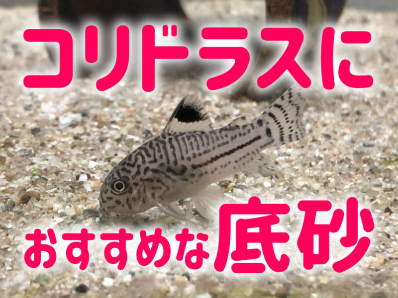 コリドラスにおすすめな底砂の文字とコリドラスの仲間