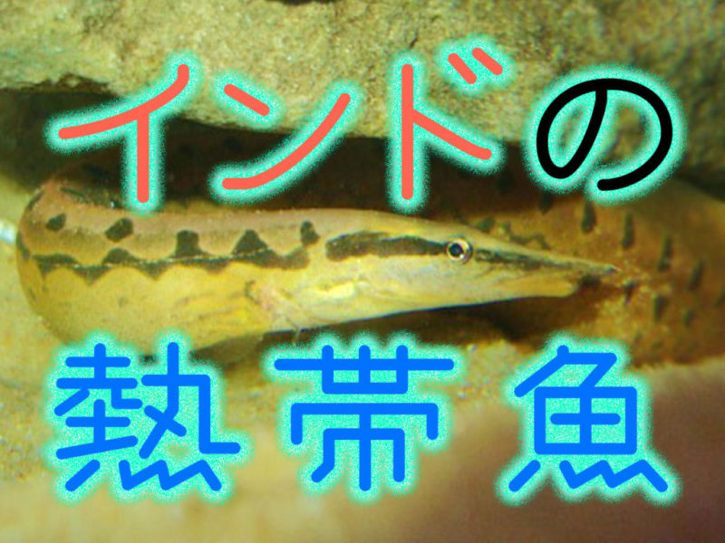 インドの熱帯魚と書かれた文字と細長い魚の見出し画像