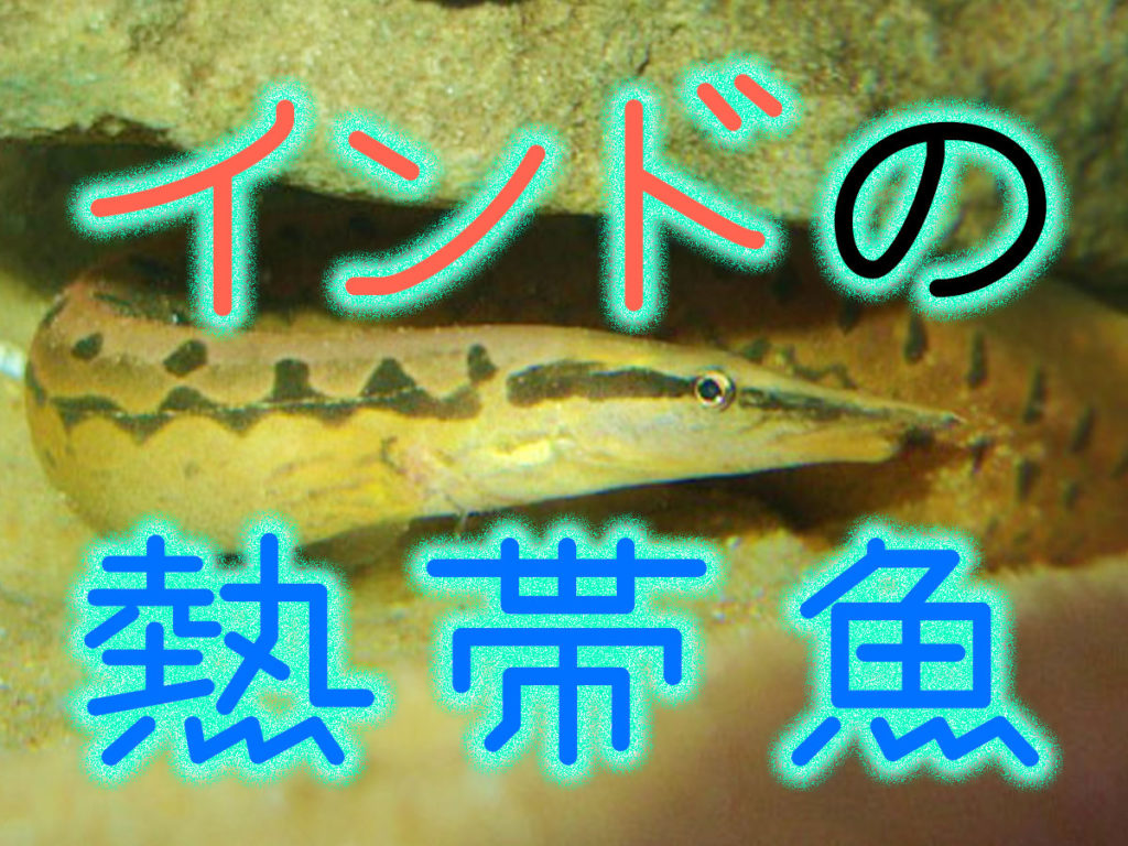 インドの熱帯魚！アクアリウムにおすすめでユニークなインド産の魚10選！のサムネイル画像
