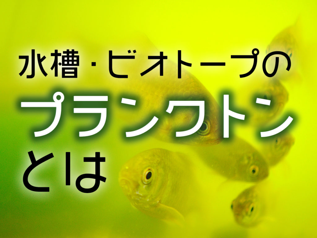 水槽のプランクトンとは？植物・動物プランクトンのメリットと育て方