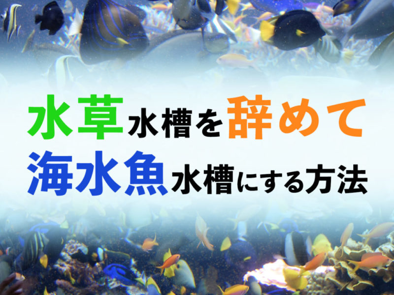 水草水槽を辞めて海水魚水槽にする方法の見出し画像