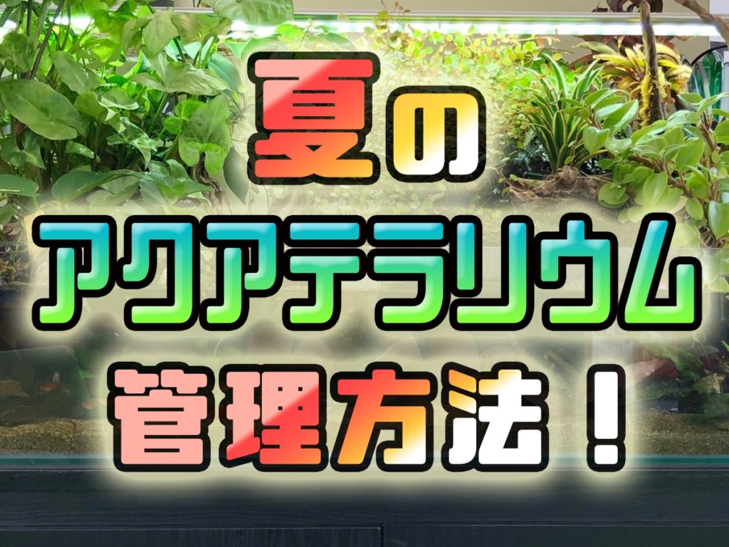 夏のアクアテラリウム管理方法!直射日光・蒸発に気を付けて苔を育てようのサムネイル画像