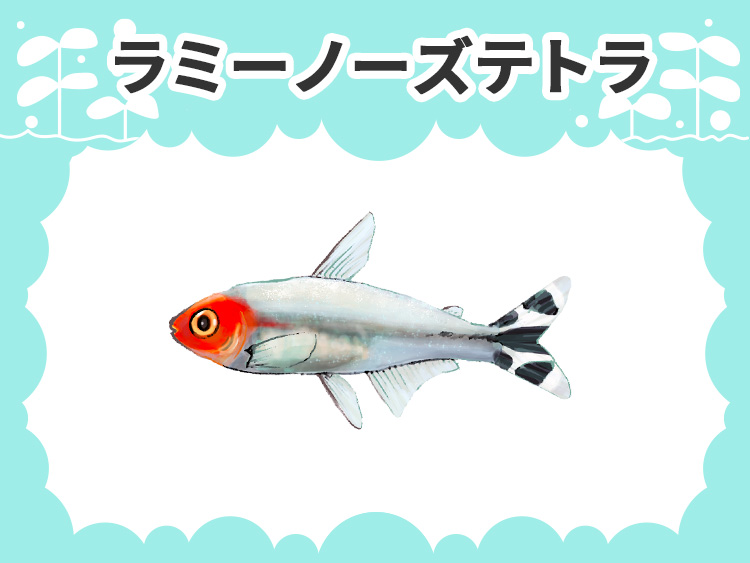 ラミーノーズテトラのお魚図鑑