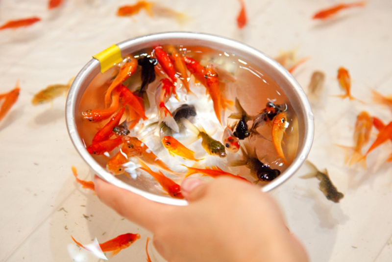 ボウルに入った赤や黒の金魚と金魚すくいの手元