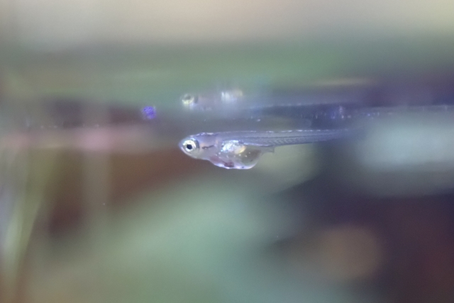 水面に反射するメダカの稚魚と腹部のヨークサック