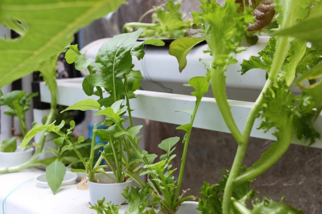 白い栽培棚で水耕栽培される数種類の葉物野菜