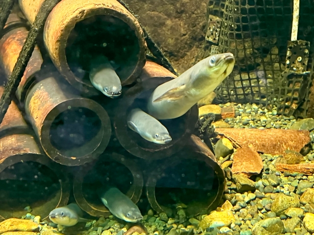 筒状の隠れ家から顔を出す複数のウナギと底砂の小石