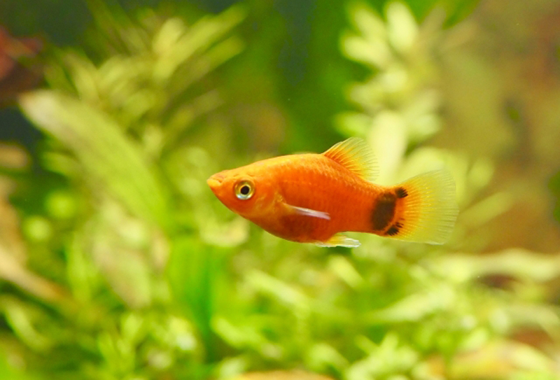 水草を背景に泳ぐオレンジ色の熱帯魚プラティの仲間