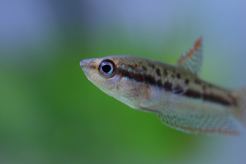 水草を背景に泳ぐ黒いラインが入った小型熱帯魚の横顔