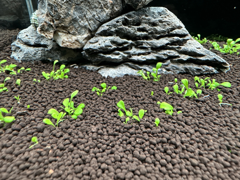 ソイルに植えられた小さな水草と背景の大きな石