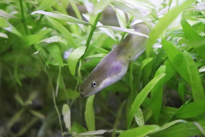 水草の茂みから顔を出す細長い魚の姿