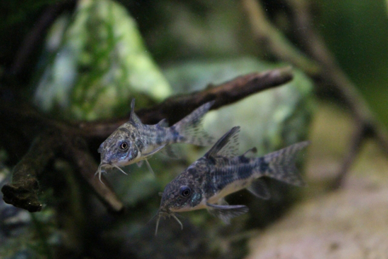 流木付近を泳ぐ2匹のコリドラスの仲間