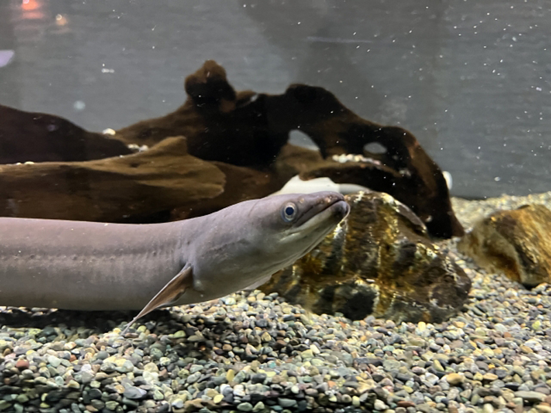砂利の上を泳ぐウナギと背景の流木や石のレイアウト