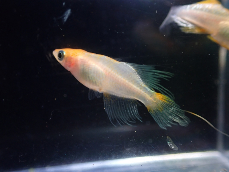黒い背景の水槽内を泳ぐヒレの長いメダカの横顔