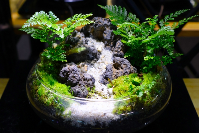 丸いガラス容器に溶岩石とシダ植物を配置したテラリウム