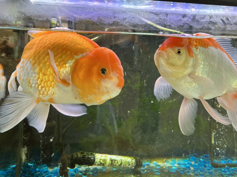 水槽内を泳ぐ赤と白の大きな金魚2匹