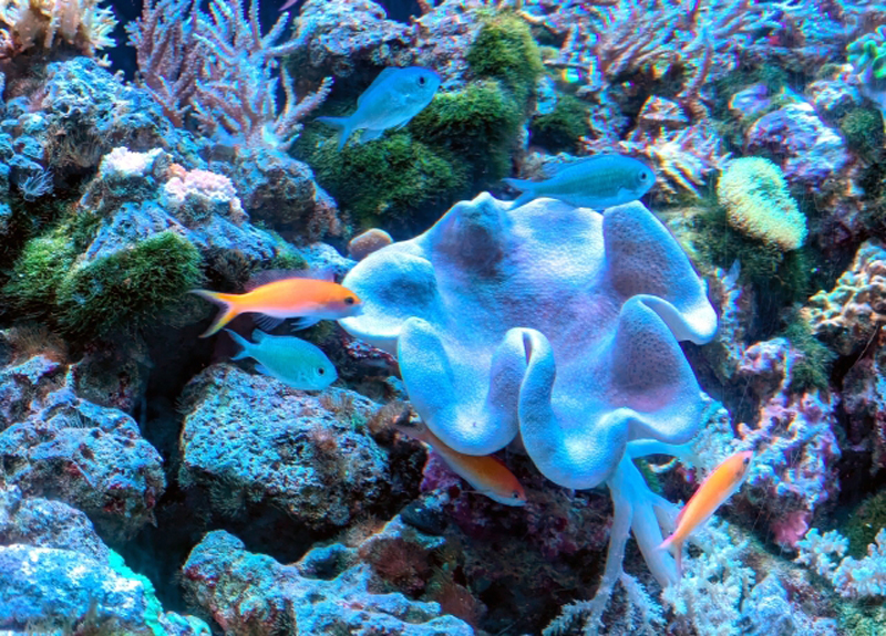 サンゴ礁を泳ぐ青色とオレンジ色の海水魚とソフトコーラル