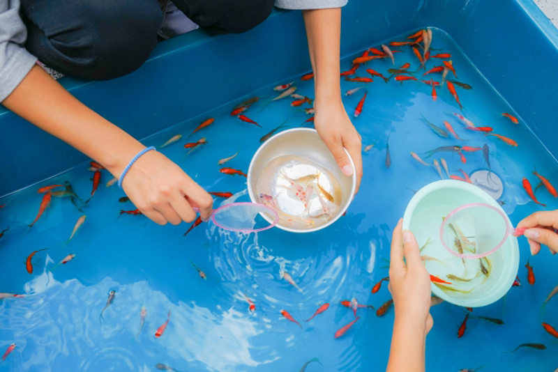 青い水槽でポイを使い金魚すくいをする人々の手元