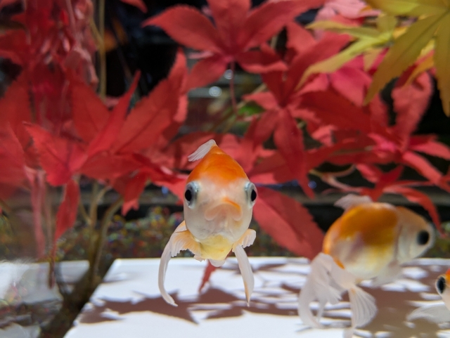 赤い紅葉の造花を背景に泳ぐ正面を向いた金魚の姿