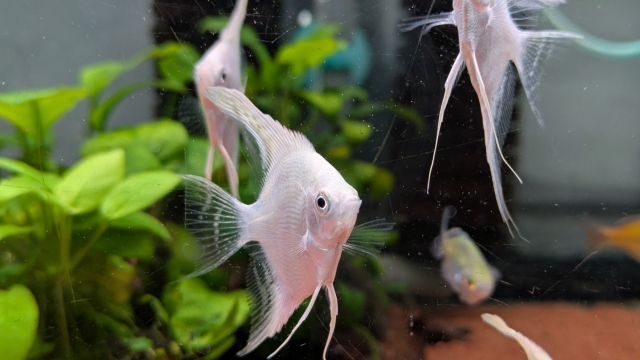 水槽内を泳ぐ白いエンゼルフィッシュと緑の水草