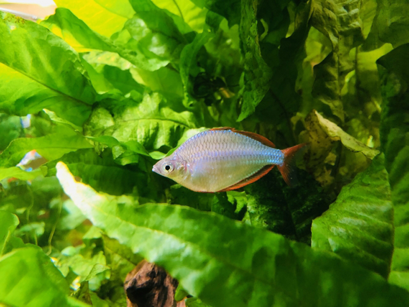 水草の間を泳ぐ青い熱帯魚と緑豊かな水槽内景観