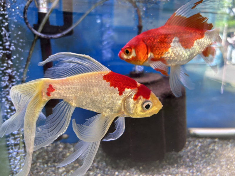 水槽内を泳ぐ紅白模様の長いヒレを持つ金魚2匹