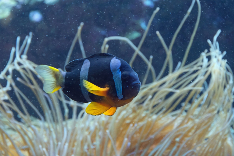 イソギンチャクと泳ぐクマノミの仲間の海水魚